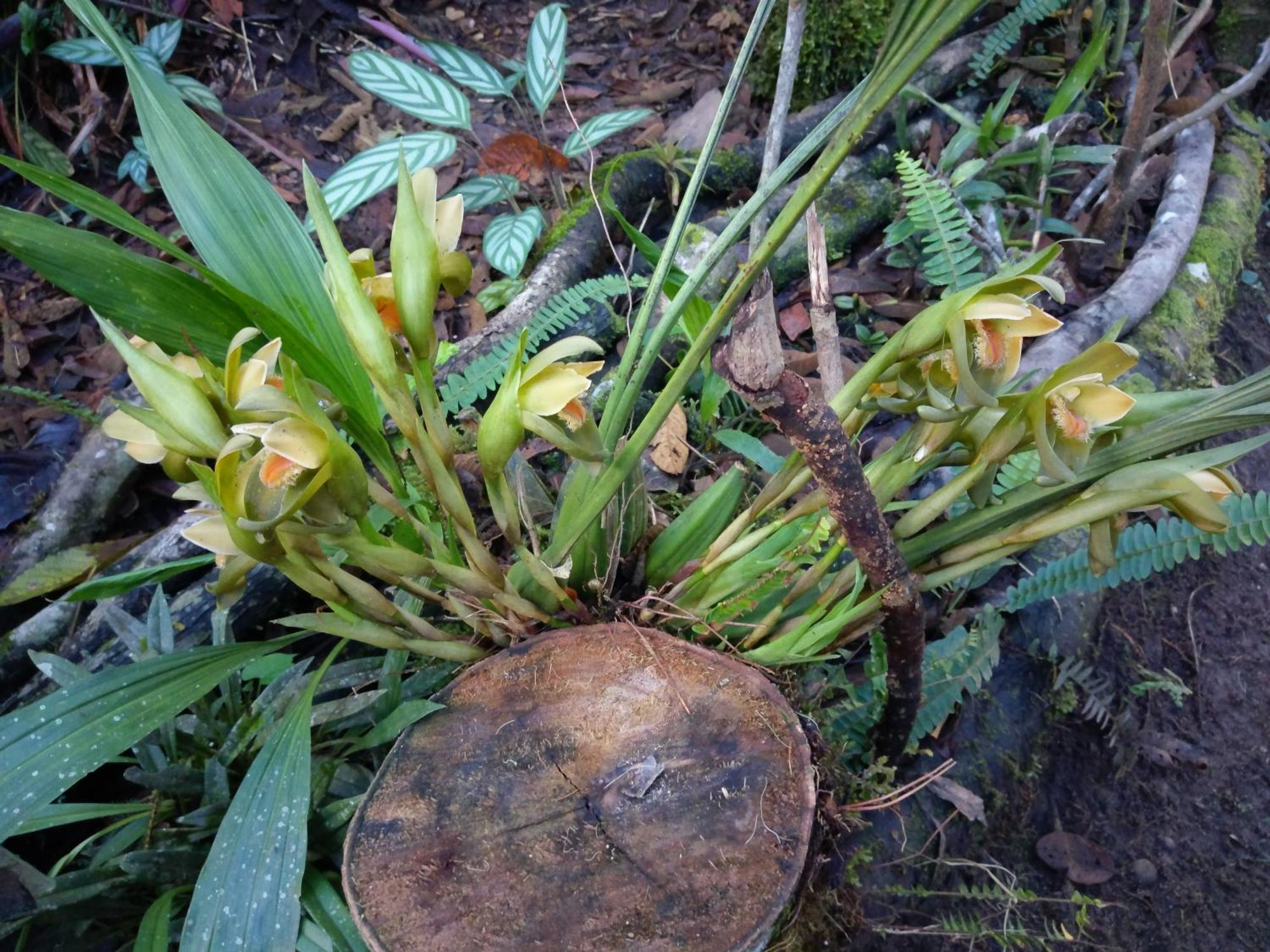 Refugio de Orquídeas Vila Oxapampa Exterior foto