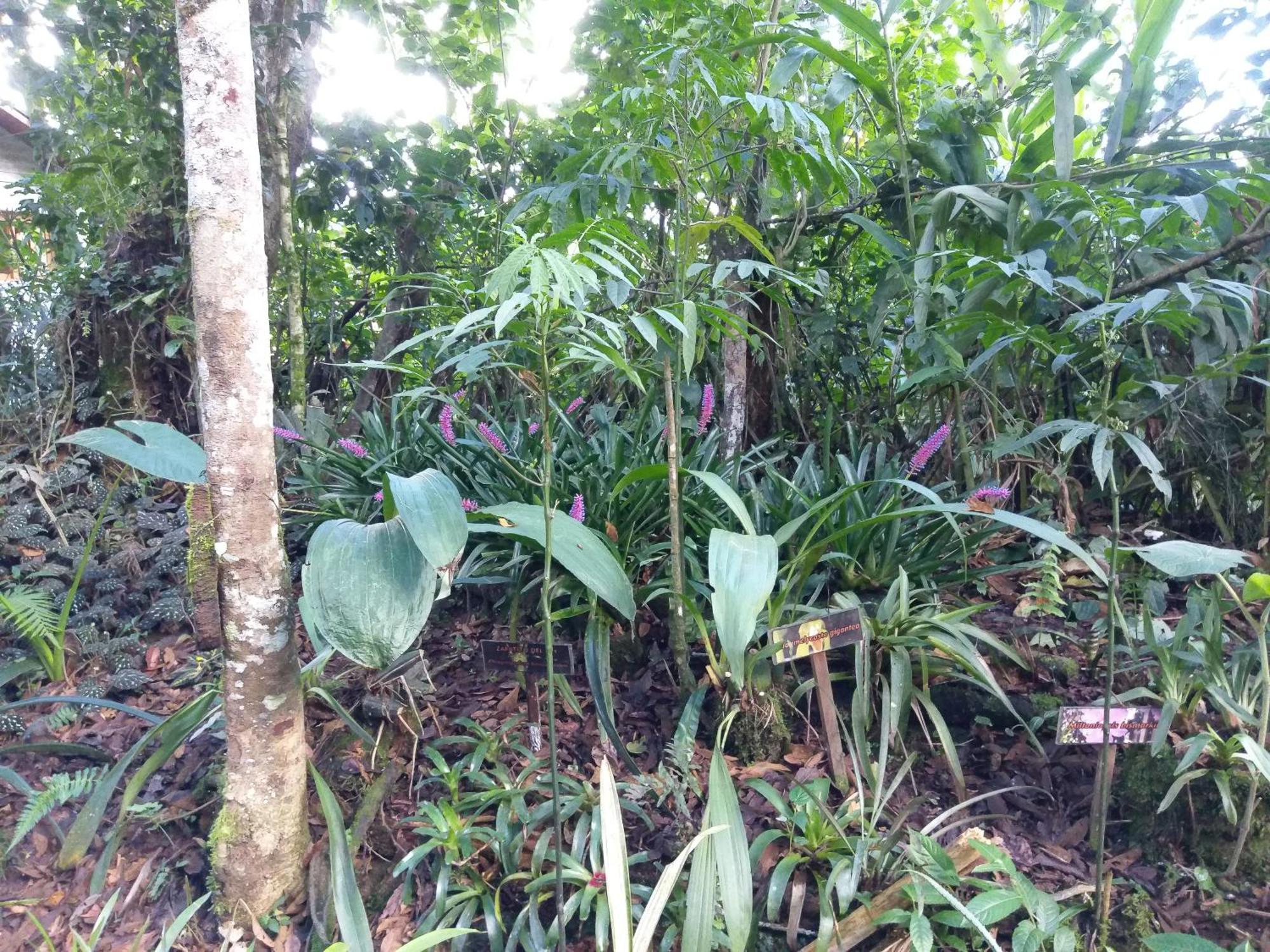 Refugio de Orquídeas Vila Oxapampa Exterior foto
