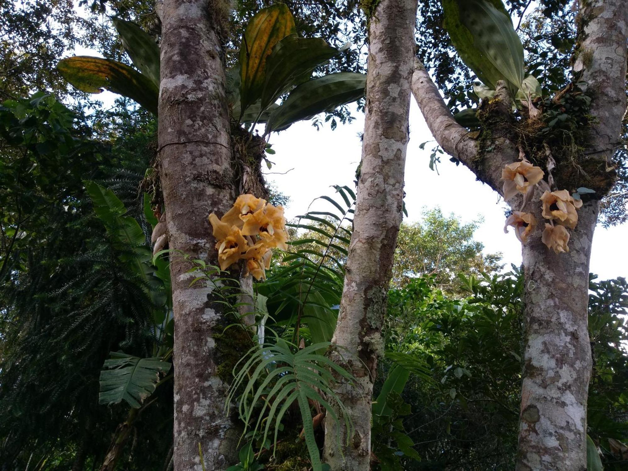 Refugio de Orquídeas Vila Oxapampa Exterior foto