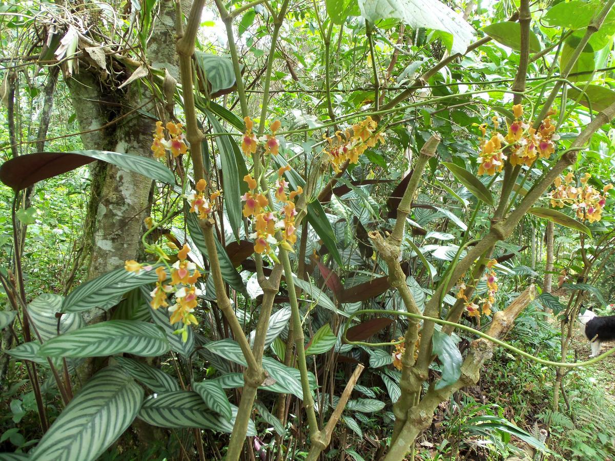Refugio de Orquídeas Vila Oxapampa Exterior foto
