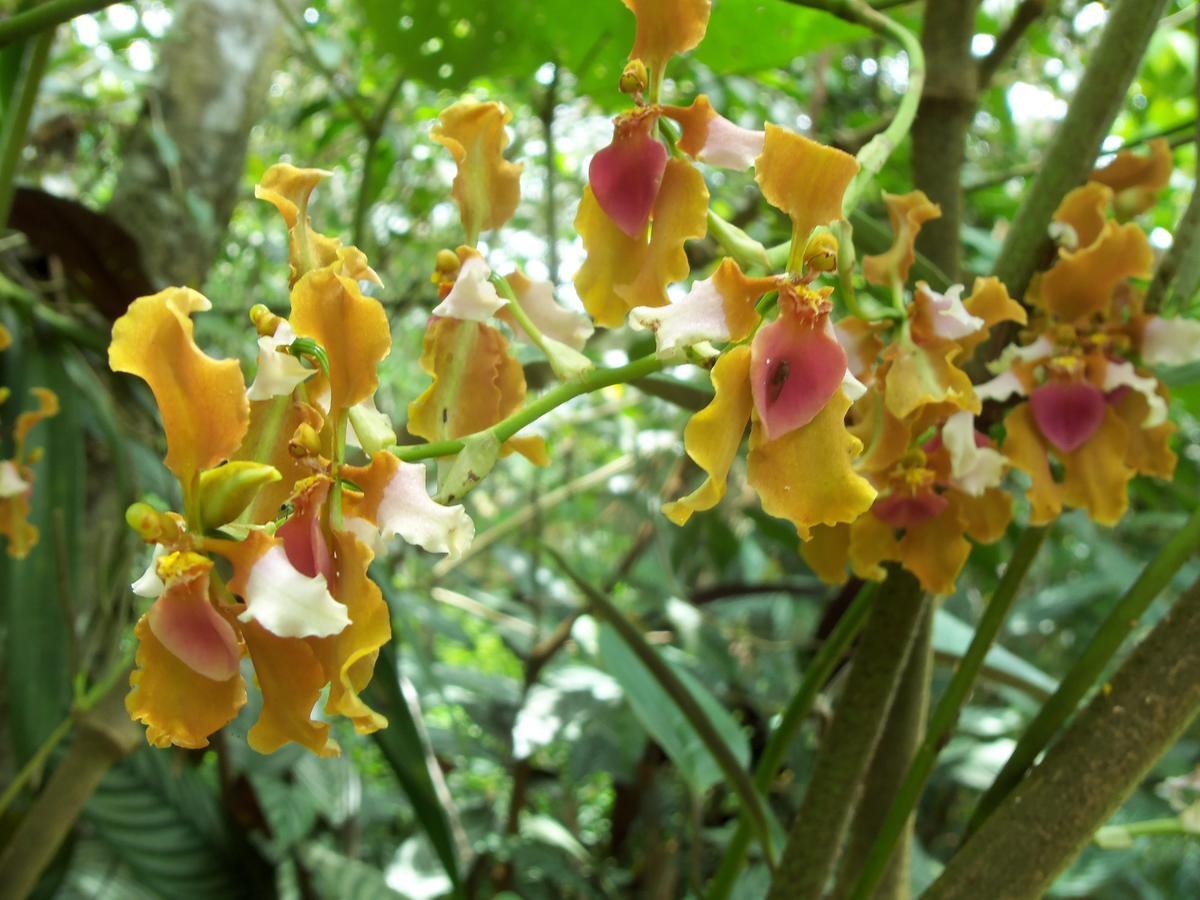 Refugio de Orquídeas Vila Oxapampa Exterior foto