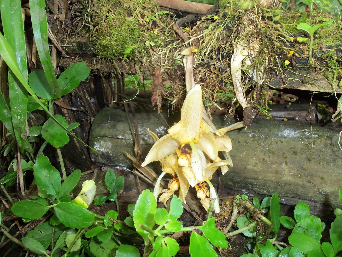 Refugio de Orquídeas Vila Oxapampa Exterior foto